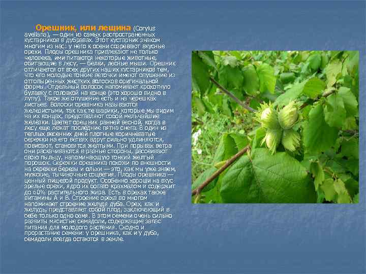 Орешник, или лещина (Corylus avellana), — один из самых распространенных кустарников в дубравах. Этот