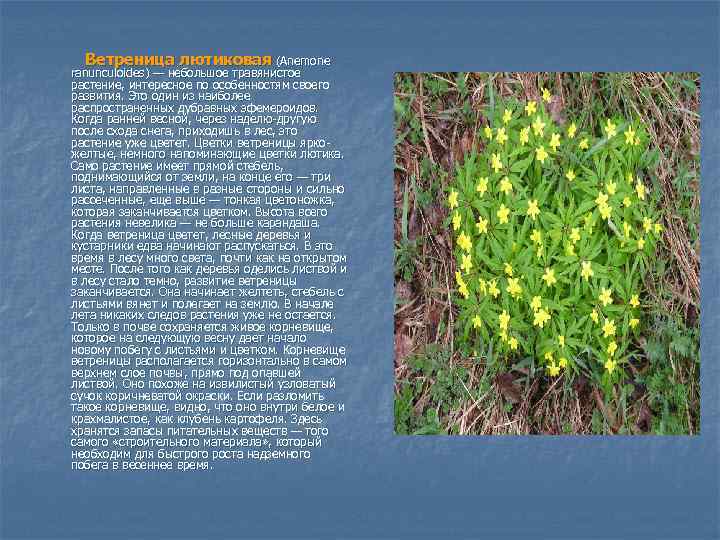 Ветреница лютиковая (Anemone ranunculoides ) — небольшое травянистое растение, интересное по особенностям своего развития.
