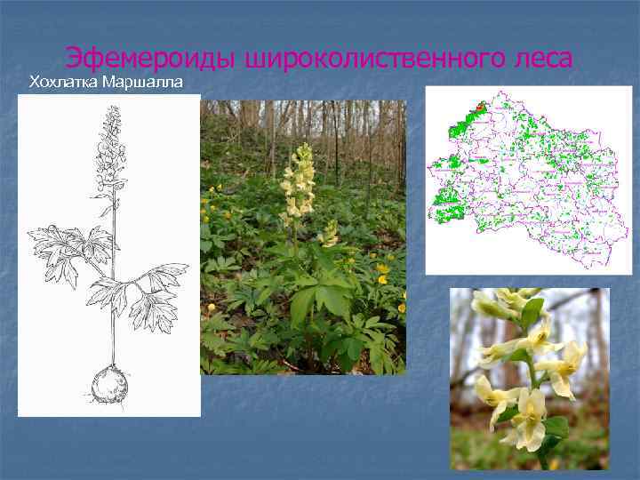 Эфемероиды широколиственного леса Хохлатка Маршалла 