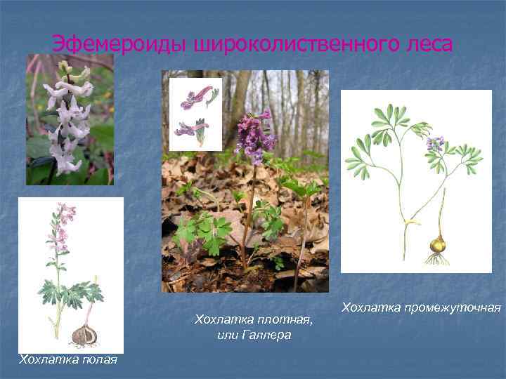Эфемероиды широколиственного леса Хохлатка плотная, или Галлера Хохлатка полая Хохлатка промежуточная 