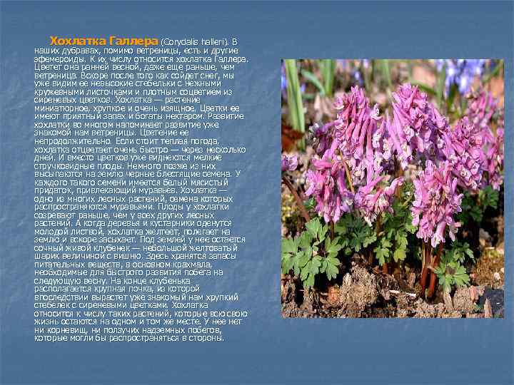 Хохлатка Галлера (Corydalis halleri). В наших дубравах, помимо ветреницы, есть и другие эфемероиды. К