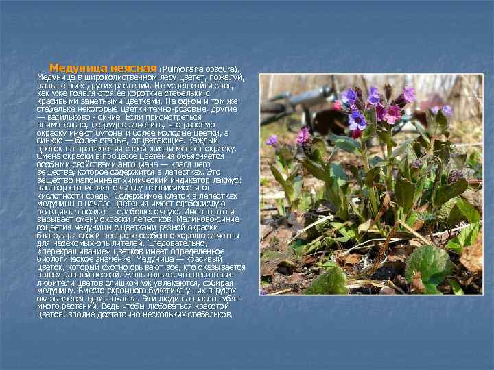 Медуница неясная (Pulmonaria obscura). Медуница в широколиственном лесу цветет, пожалуй, раньше всех других растений.