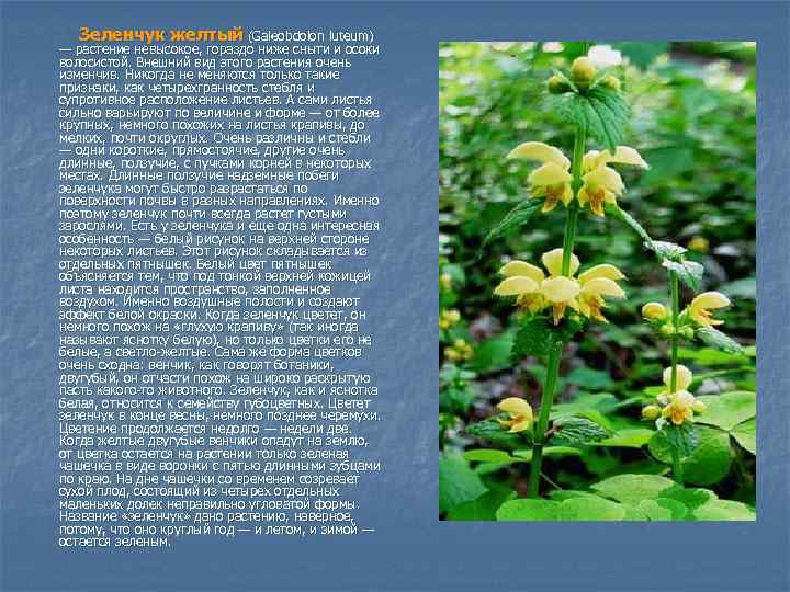 Зеленчук желтый (Galeobdolon luteum) — растение невысокое, гораздо ниже сныти и осоки волосистой. Внешний