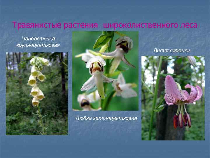 Травянистые растения широколиственного леса Наперстянка крупноцветковая Лилия саранка Любка зеленоцветковая 