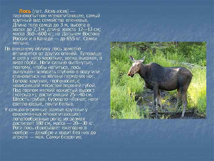 Лось (лат. Alces alces) — парнокопытное млекопитающее, самый крупный вид семейства оленевых. Длина тела