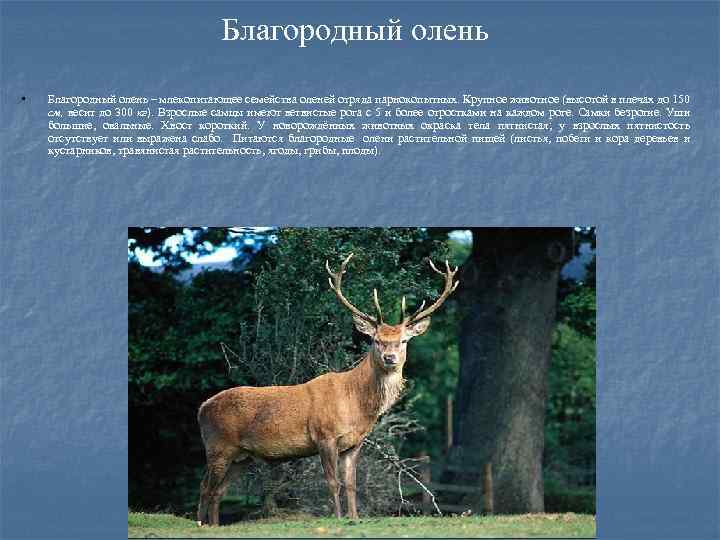 Благородный олень • Благородный олень – млекопитающее семейства оленей отряда парнокопытных. Крупное животное (высотой