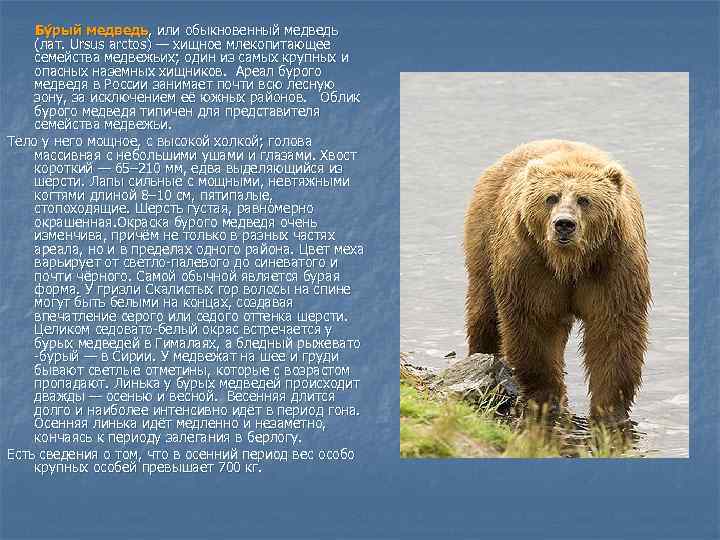 Бу рый медведь, или обыкновенный медведь (лат. Ursus arctos) — хищное млекопитающее семейства медвежьих;