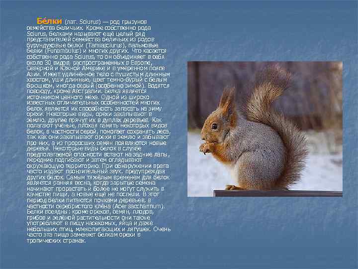 Бе лки (лат. Sciurus) — род грызунов семейства беличьих. Кроме собственно рода Sciurus, белками