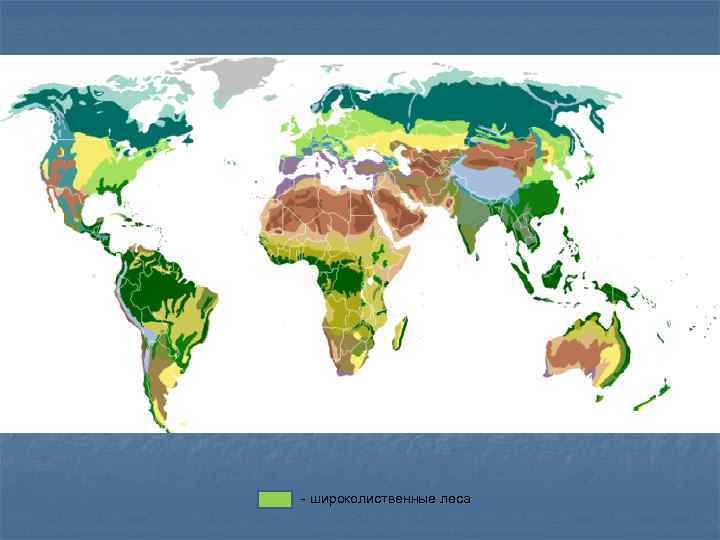 Карта широколиственных лесов