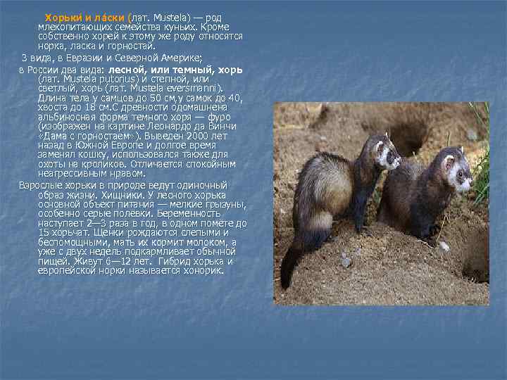 Хорьки и ла ски (лат. Mustela) — род млекопитающих семейства куньих. Кроме собственно хорей