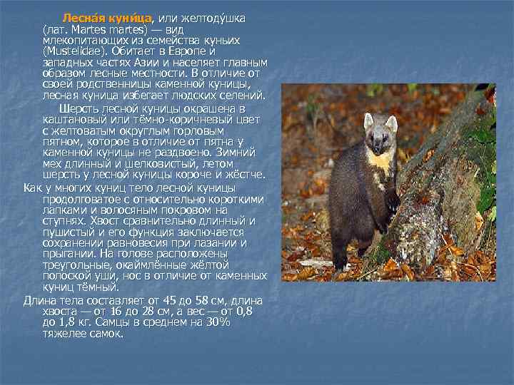 Лесна я куни ца, или желтоду шка (лат. Martes martes) — вид млекопитающих из
