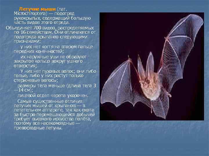 Летучие мыши (лат. Microchiroptera) — подотряд рукокрылых, содержащий большую часть видов этого отряда. Объединяет