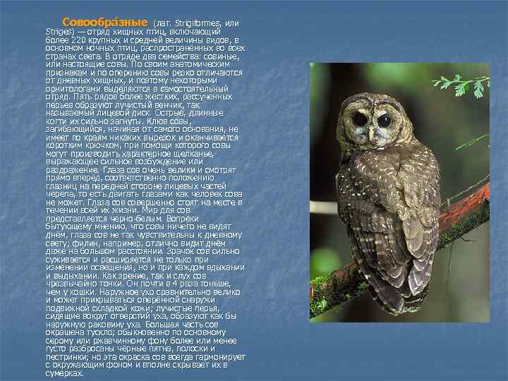 Совообра зные (лат. Strigiformes, или Striges) — отряд хищных птиц, включающий более 220 крупных