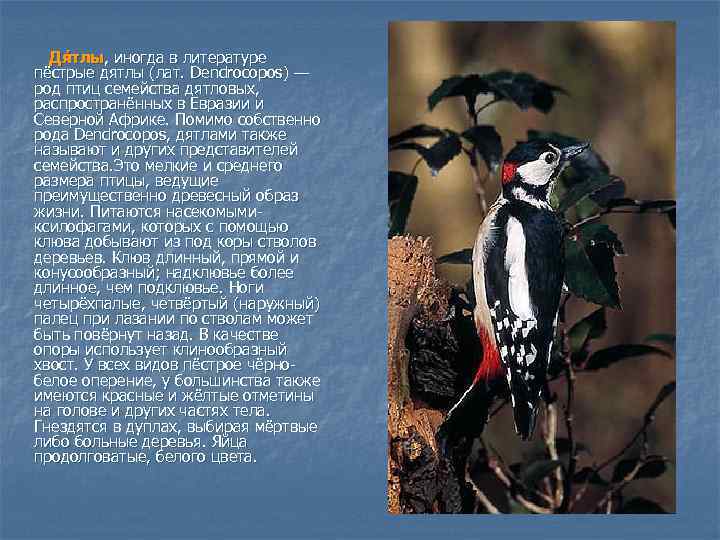 Дя тлы, иногда в литературе пёстрые дятлы (лат. Dendrocopos) — род птиц семейства дятловых,