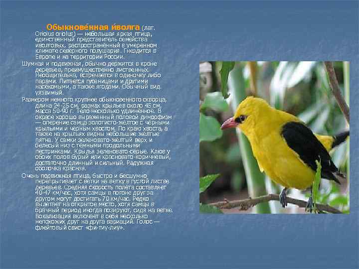 Обыкнове нная и волга (лат. Oriolus oriolus) — небольшая яркая птица, единственный представитель семейства