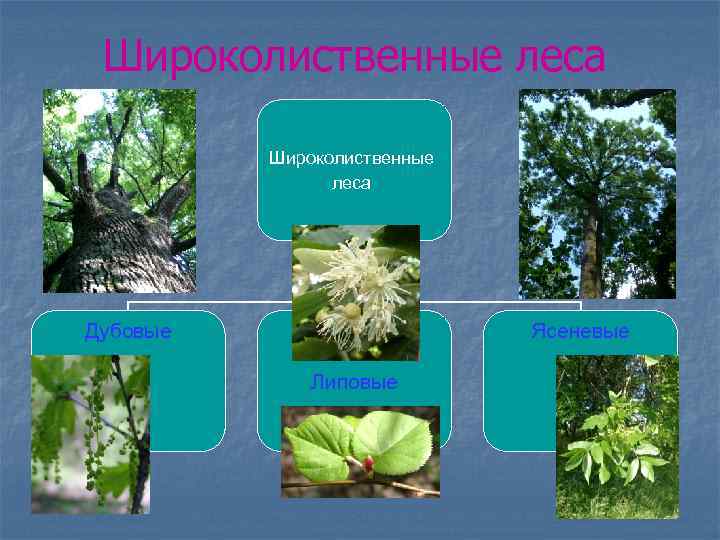 Широколиственные леса Дубовые Ясеневые Липовые 