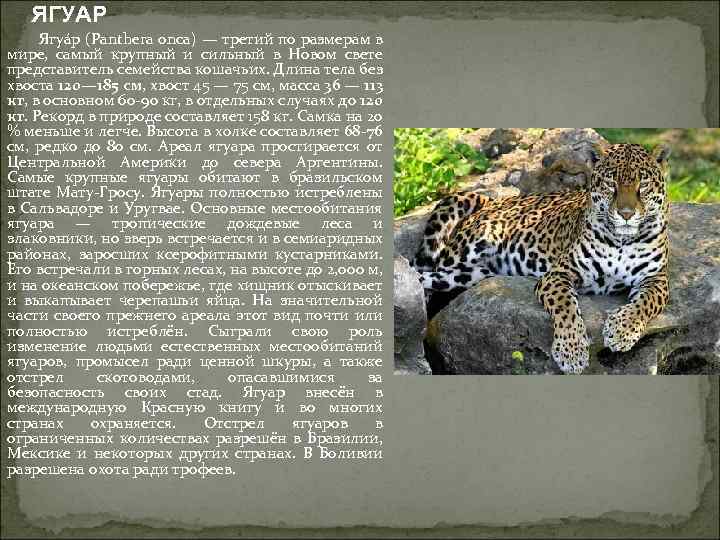  ЯГУАР Ягуа р (Panthera onca) — третий по размерам в мире, самый крупный