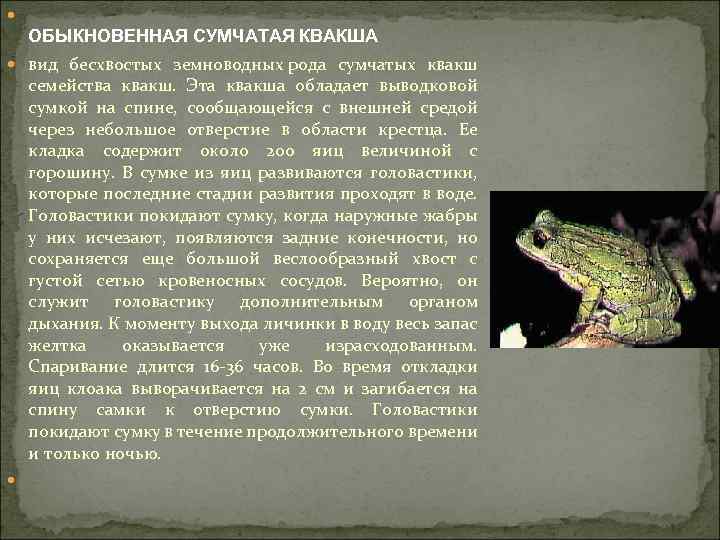  ОБЫКНОВЕННАЯ СУМЧАТАЯ КВАКША вид бесхвостых земноводных рода сумчатых квакш семейства квакш. Эта квакша