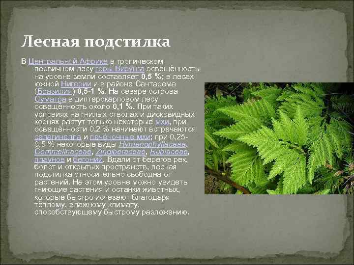 Лесная подстилка В Центральной Африке в тропическом первичном лесу горы Вирунга освещённость на уровне