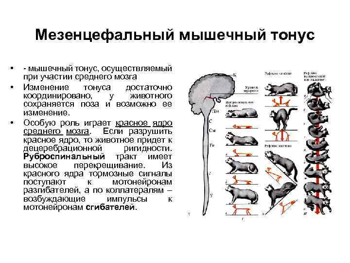 Мезенцефальный мышечный тонус • • • - мышечный тонус, осуществляемый при участии среднего мозга