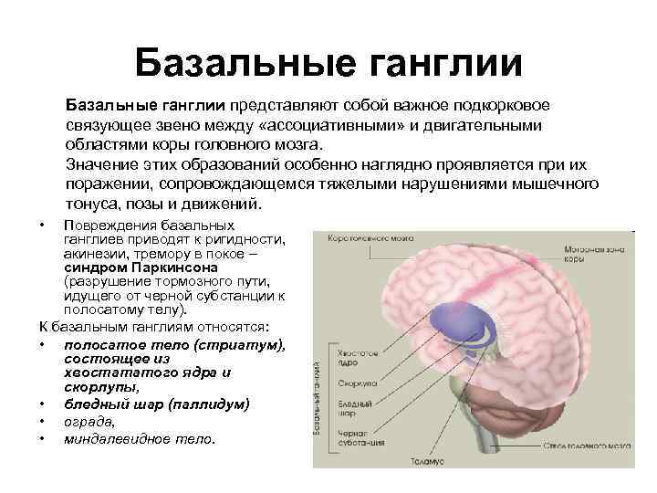 Базальные ганглии представляют собой важное подкорковое связующее звено между «ассоциативными» и двигательными областями коры