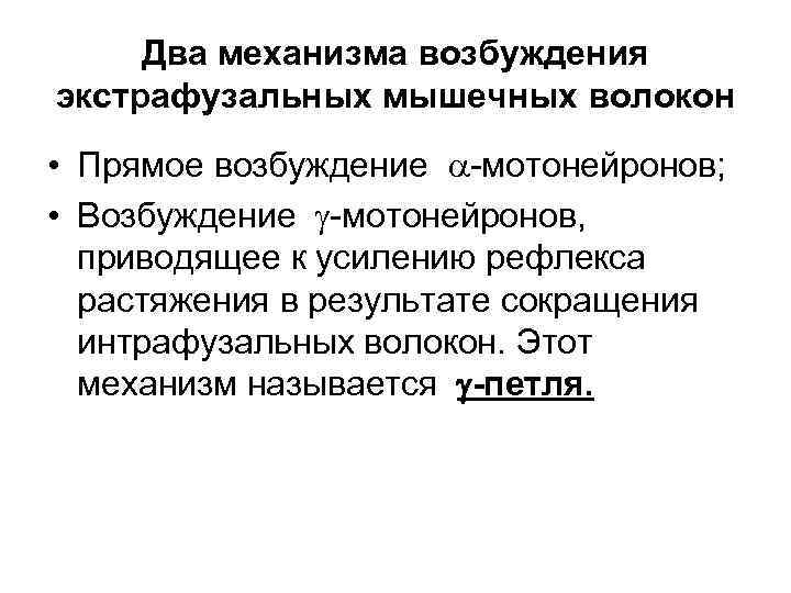 Два механизма возбуждения экстрафузальных мышечных волокон • Прямое возбуждение -мотонейронов; • Возбуждение -мотонейронов, приводящее