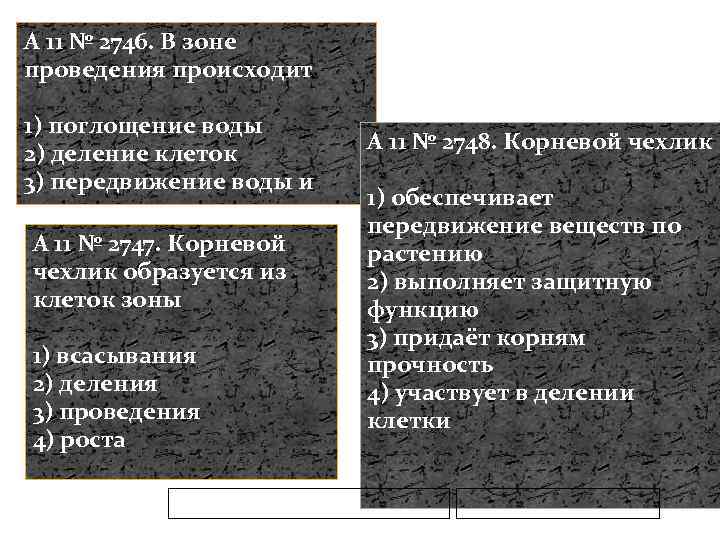A 11 № 2746. В зоне проведения происходит 1) поглощение воды 2) деление клеток