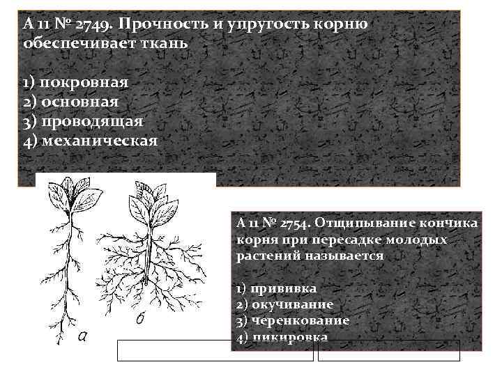 A 11 № 2749. Прочность и упругость корню обеспечивает ткань 1) покровная 2) основная