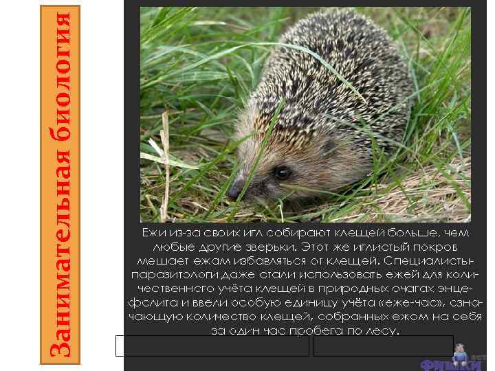 Занимательная биология 