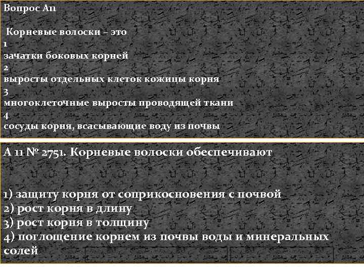 Вопрос A 11 Корневые волоски – это 1 зачатки боковых корней 2 выросты отдельных