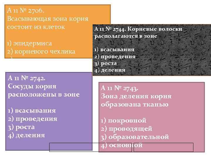 A 11 № 2706. Всасывающая зона корня состоит из клеток A 11 № 2744.