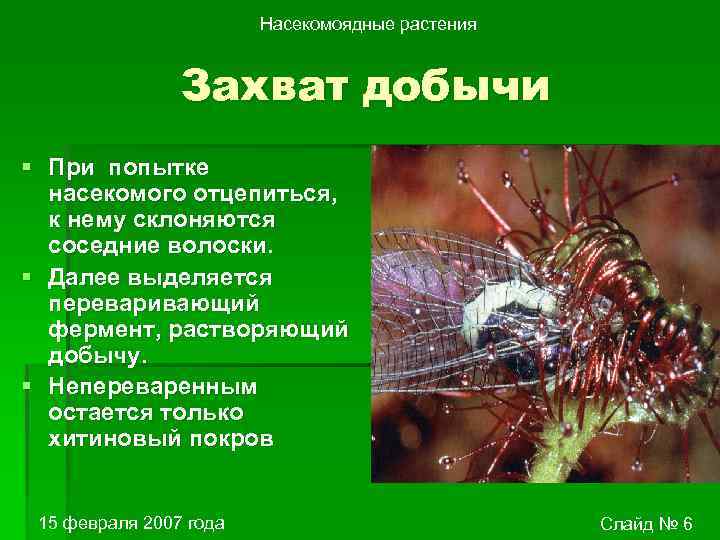 Насекомоядные растения Захват добычи § При попытке насекомого отцепиться, к нему склоняются соседние волоски.
