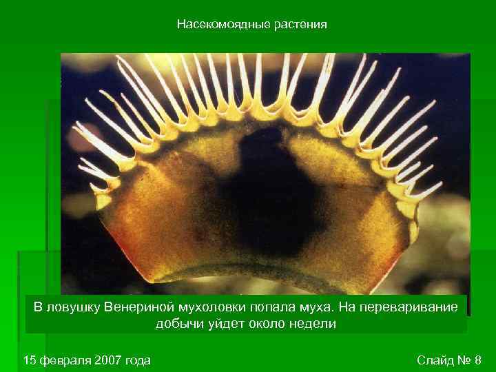 Насекомоядные растения В ловушку Венериной мухоловки попала муха. На переваривание добычи уйдет около недели