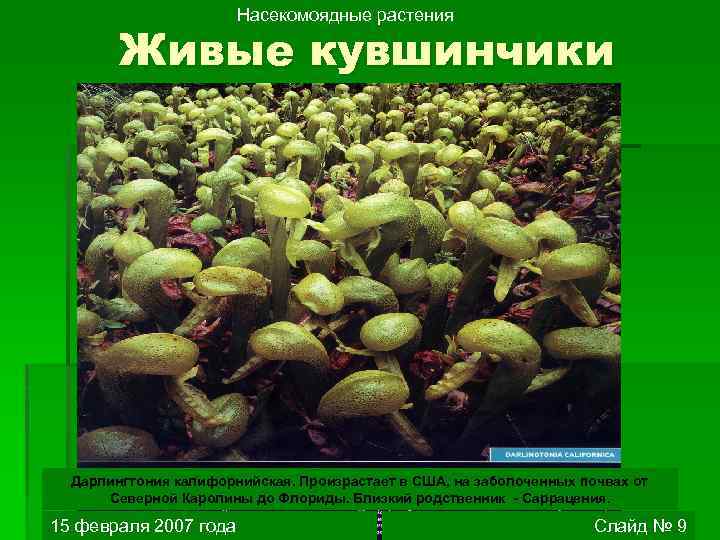 Насекомоядные растения Живые кувшинчики Дарлингтония калифорнийская. Произрастает в США, на заболоченных почвах от Северной
