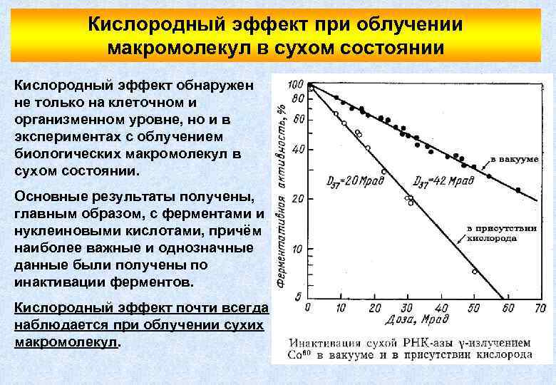 Кислородный эффект при облучении макромолекул в сухом состоянии Кислородный эффект обнаружен не только на