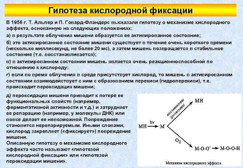 Гипотеза кислородной фиксации В 1956 г. Т. Альпер и П. Говард-Фландерс высказали гипотезу о