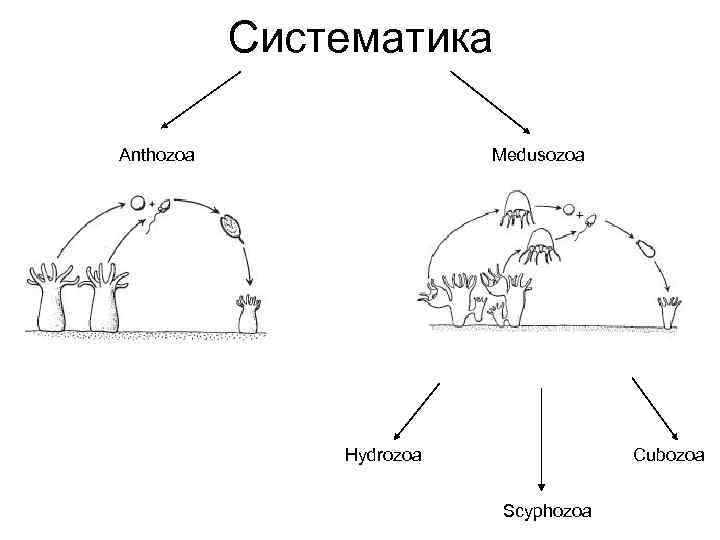 Систематика Anthozoa Medusozoa Hydrozoa Cubozoa Scyphozoa 
