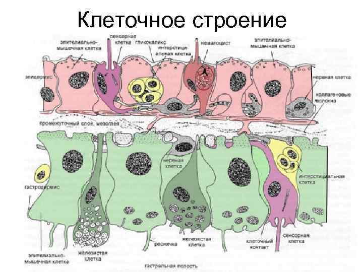 Клеточное строение 