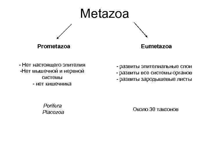 Metazoa Prometazoa - Нет настоящего эпителия -Нет мышечной и нервной системы - нет кишечника