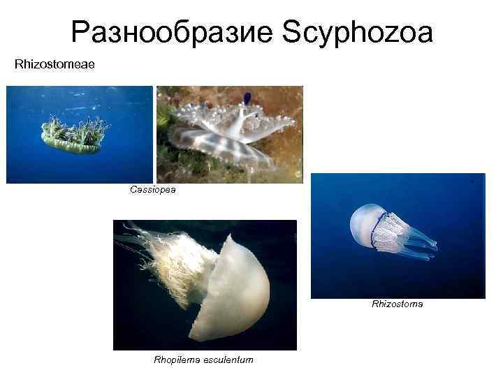 Разнообразие Scyphozoa Rhizostomeae Cassiopea Rhizostoma Rhopilema esculentum 