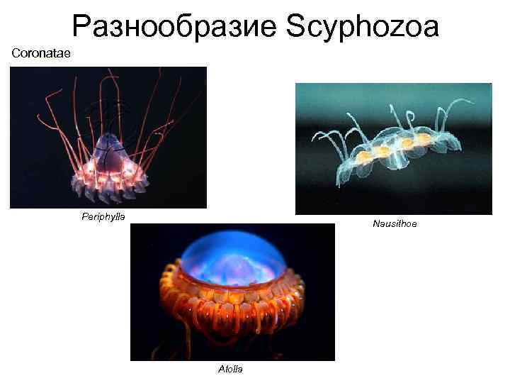 Разнообразие Scyphozoa Coronatae Periphylla Nausithoe Atolla 