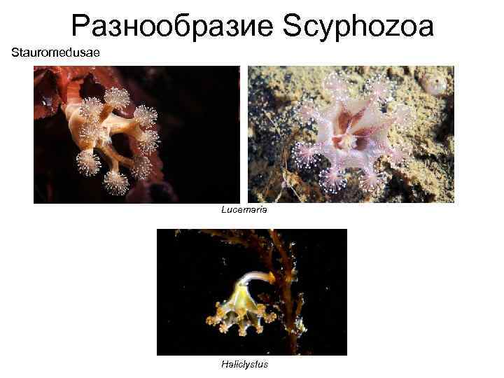 Разнообразие Scyphozoa Stauromedusae Lucemaria Haliclystus 