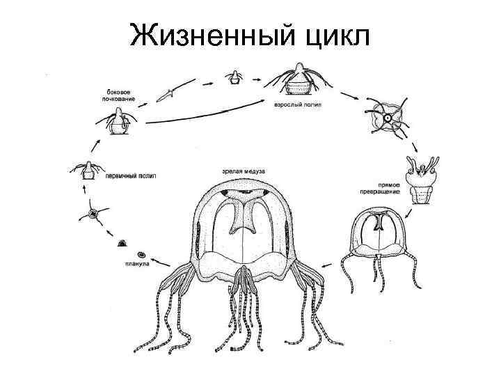 Цикл развития медузы рисунок с подписями