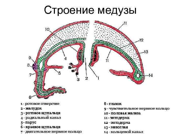 Строение медузы