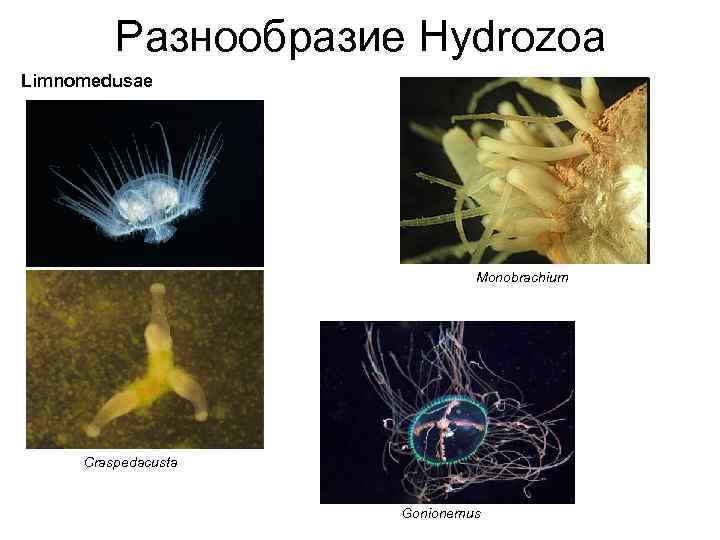 Животное изображенное на рисунке отличается от кишечнополостных паразитическим образом