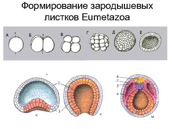 3 зародышевых листка. Зародышевые листки кишечнополостных. Теория зародышевых листков Ковалевский. Формирование трех зародышевых листков. Филогенетическая теория зародышевых листков.