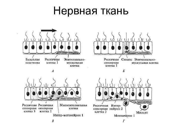 Нервная ткань 