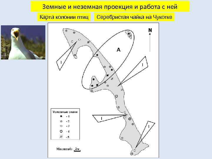 Земные и неземная проекция и работа с ней Карта колонии птиц Серебристая чайка на