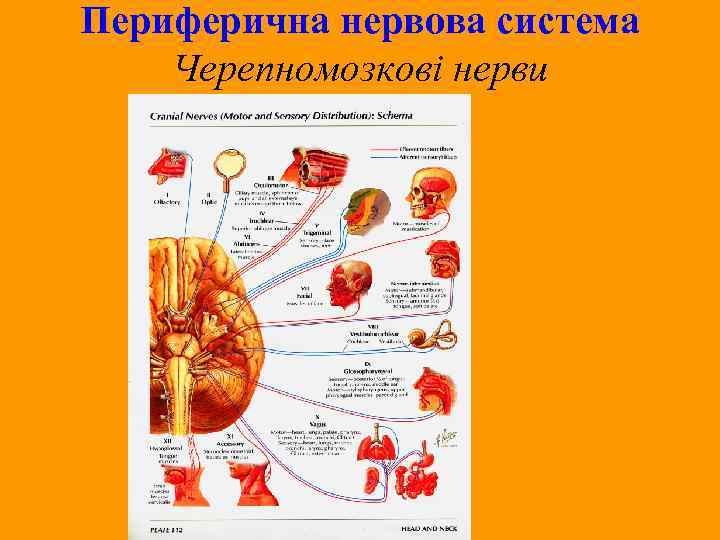 Периферична нервова система Черепномозкові нерви 