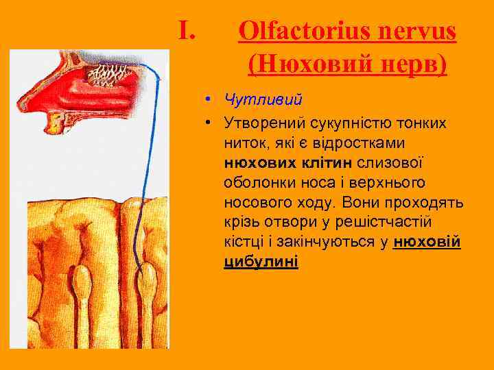 I. Olfactorius nervus (Нюховий нерв) • Чутливий • Утворений сукупністю тонких ниток, які є